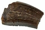 Serrated Tyrannosaur Partial Tooth - Judith River Formation #276395-1